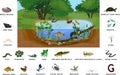 Ecosystem of pond with different animals birds, insects, reptiles, fishes, amphibians in their natural habitat Royalty Free Stock Photo